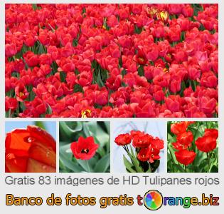 Banco de imagen tOrange ofrece fotos gratis de la sección:  tulipanes-rojos