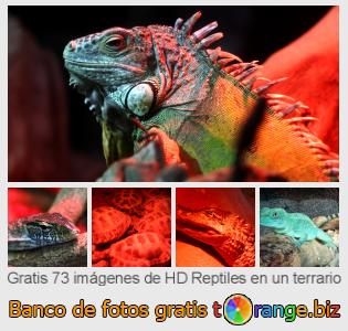 Banco de imagen tOrange ofrece fotos gratis de la sección:  reptiles-en-un-terrario