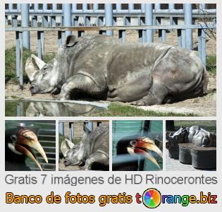 Banco de imagen tOrange ofrece fotos gratis de la sección:  rinocerontes