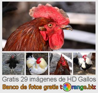 Banco de imagen tOrange ofrece fotos gratis de la sección:  gallos