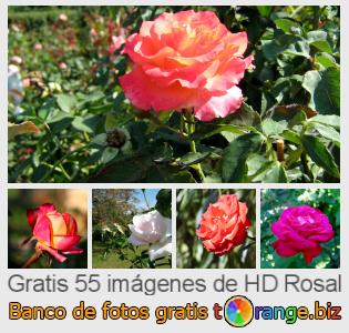 Banco de imagen tOrange ofrece fotos gratis de la sección:  rosal
