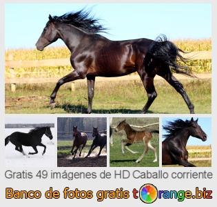 Banco de imagen tOrange ofrece fotos gratis de la sección:  caballo-corriente