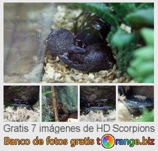 Banco de imagen tOrange ofrece fotos gratis de la sección:  scorpions