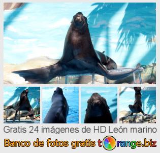 Banco de imagen tOrange ofrece fotos gratis de la sección:  león-marino