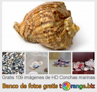 Banco de imagen tOrange ofrece fotos gratis de la sección:  conchas-marinas