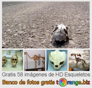 Banco de imagen tOrange ofrece fotos gratis de la sección:  esqueletos