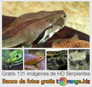 Banco de imagen tOrange ofrece fotos gratis de la sección:  serpientes