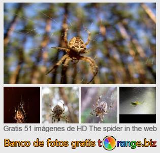 Banco de imagen tOrange ofrece fotos gratis de la sección:  la-araña-en-la-web