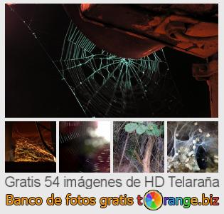Banco de imagen tOrange ofrece fotos gratis de la sección:  telaraña