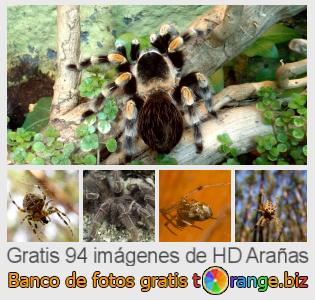 Banco de imagen tOrange ofrece fotos gratis de la sección:  arañas