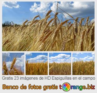 Banco de imagen tOrange ofrece fotos gratis de la sección:  espiguillas-en-el-campo