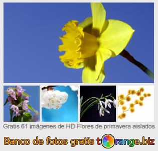 Banco de imagen tOrange ofrece fotos gratis de la sección:  flores-de-primavera-aislados