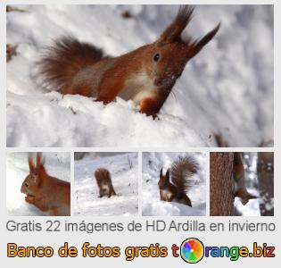 Banco de imagen tOrange ofrece fotos gratis de la sección:  ardilla-en-invierno