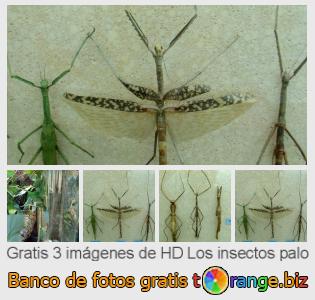 Banco de imagen tOrange ofrece fotos gratis de la sección:  los-insectos-palo