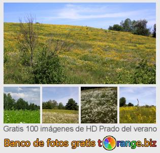 Banco de imagen tOrange ofrece fotos gratis de la sección:  prado-del-verano