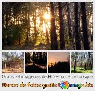 Banco de imagen tOrange ofrece fotos gratis de la sección:  el-sol-en-el-bosque
