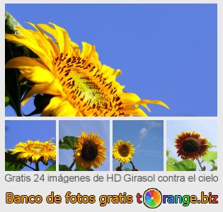Banco de imagen tOrange ofrece fotos gratis de la sección:  girasol-contra-el-cielo