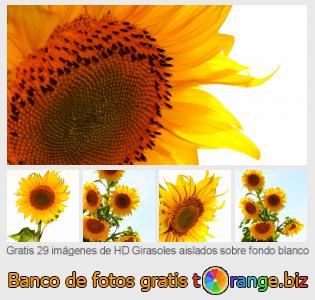 Banco de imagen tOrange ofrece fotos gratis de la sección:  girasoles-aislados-sobre-fondo-blanco