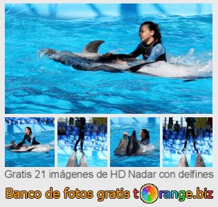 Banco de imagen tOrange ofrece fotos gratis de la sección:  nadar-con-delfines