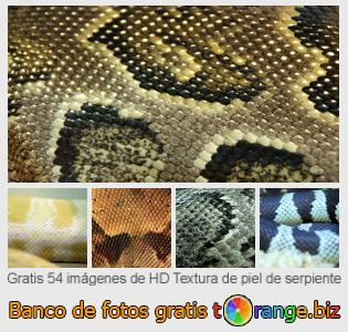 Banco de imagen tOrange ofrece fotos gratis de la sección:  textura-de-piel-de-serpiente