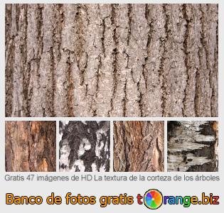 Banco de imagen tOrange ofrece fotos gratis de la sección:  la-textura-de-la-corteza-de-los-árboles