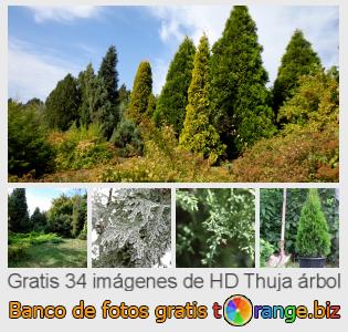 Banco de imagen tOrange ofrece fotos gratis de la sección:  thuja-árbol