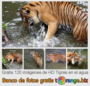 Banco de imagen tOrange ofrece fotos gratis de la sección:  tigres-en-el-agua