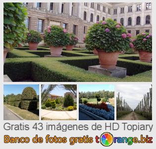 Banco de imagen tOrange ofrece fotos gratis de la sección:  topiary