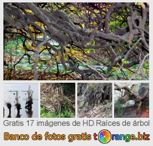 Banco de imagen tOrange ofrece fotos gratis de la sección:  raíces-de-árbol