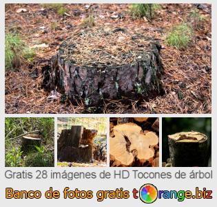 Banco de imagen tOrange ofrece fotos gratis de la sección:  tocones-de-árbol