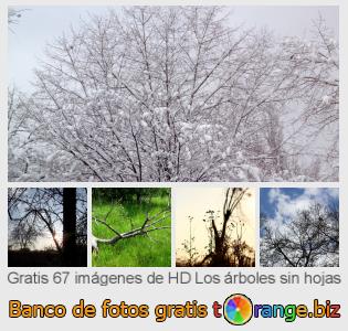 Banco de imagen tOrange ofrece fotos gratis de la sección:  los-árboles-sin-hojas
