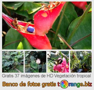 Banco de imagen tOrange ofrece fotos gratis de la sección:  vegetación-tropical