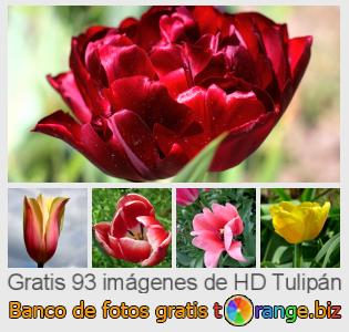 Banco de imagen tOrange ofrece fotos gratis de la sección:  tulipán