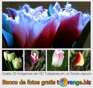 Banco de imagen tOrange ofrece fotos gratis de la sección:  tulipanes-en-un-fondo-oscuro