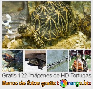 Banco de imagen tOrange ofrece fotos gratis de la sección:  tortugas
