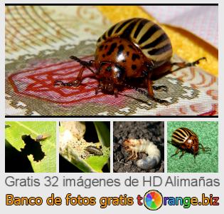 Banco de imagen tOrange ofrece fotos gratis de la sección:  alimañas