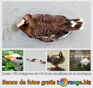 Banco de imagen tOrange ofrece fotos gratis de la sección:  aves-acuáticas-en-el-zoológico