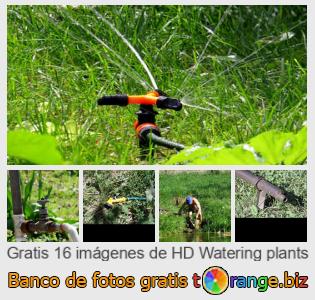 Banco de imagen tOrange ofrece fotos gratis de la sección:  regando-plantas