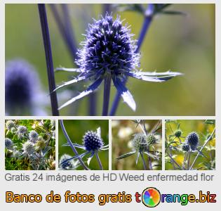 Banco de imagen tOrange ofrece fotos gratis de la sección:  weed-enfermedad-flor