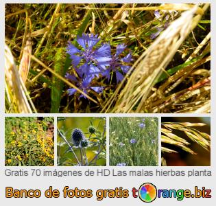 Banco de imagen tOrange ofrece fotos gratis de la sección:  las-malas-hierbas-planta