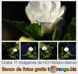 Banco de imagen tOrange ofrece fotos gratis de la sección:  hibisco-blanco
