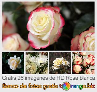 Banco de imagen tOrange ofrece fotos gratis de la sección:  rosa-blanca
