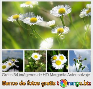 Banco de imagen tOrange ofrece fotos gratis de la sección:  margarita-aster-salvaje
