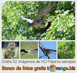 Banco de imagen tOrange ofrece fotos gratis de la sección:  pájaros-salvajes