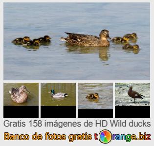 Banco de imagen tOrange ofrece fotos gratis de la sección:  patos-silvestres