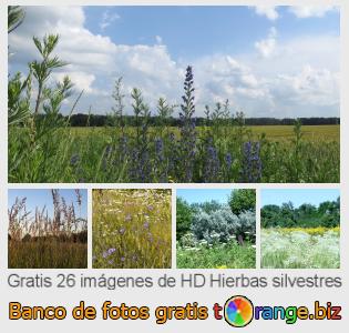 Banco de imagen tOrange ofrece fotos gratis de la sección:  hierbas-silvestres