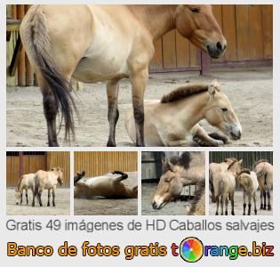 Banco de imagen tOrange ofrece fotos gratis de la sección:  caballos-salvajes