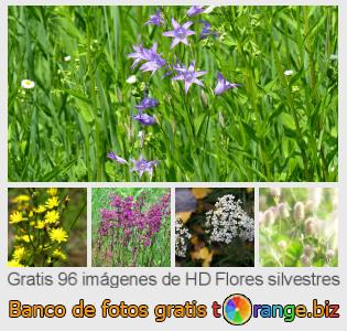 Banco de imagen tOrange ofrece fotos gratis de la sección:  flores-silvestres
