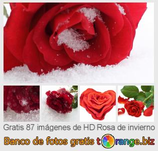 Banco de imagen tOrange ofrece fotos gratis de la sección:  rosa-de-invierno