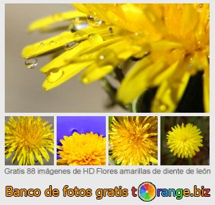 Banco de imagen tOrange ofrece fotos gratis de la sección:  flores-amarillas-de-diente-de-león